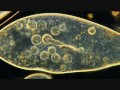 paramecium feeding