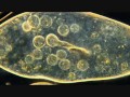 paramecium feeding