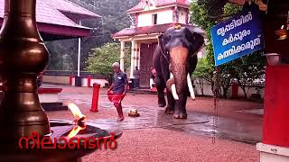 Beautiful Elephant Neelakandan Chirakkadavu Mahadeva Temple Ponkunnam Kottayam