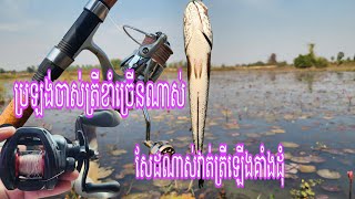 Catch snackhead fish in my countryside [ ជើងនេះវាត់ត្រីឡើងខូចដុំលើហើយ ] 18-Jan-2025