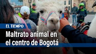 Se reporta maltrato animal en el centro de Bogotá. Una llama se desplomó | El Tiempo