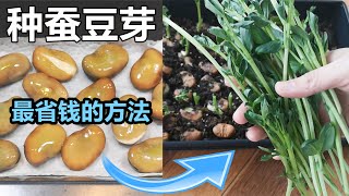 The Easiest Way to Grow Fava Bean Sprouts 最省钱的方法种蚕豆芽/哪买便宜种子/3个种蚕豆必须知道的事