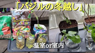 毎年バジルは冬を越す／バジルの株数を増やして増やしします