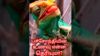 பச்சோந்தியின் உணவு என்ன தெரியுமா? | Do you know what the chameleon's diet is? #shorts