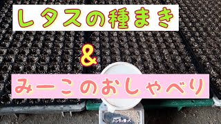 【淡路島で農家の嫁】レタスの種まき◇なんだか忙しいです😆20/11/16