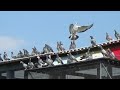 columbodrom pigeon best prahova romania prezentare porumbei 22 aprilie 2023 part 4