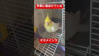 【オカメインコ】朝から寝ぼけているオカメインコが可愛すぎる件 #shorts #かわいい #cockatiel #オカメインコ #ルチノー #ペット