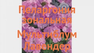 Пеларгония зональный Мультиблум Лавендер 🌿 обзор: как сажать, семена пеларгонии Мультиблум Лавендер