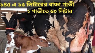 ১৪৫ হাজারে ১৫ লিটার দুধ জোরায় ৬০ লিটারের বড়ো বড়ো ইন্ডিয়ান বর্ডার ক্রস ফিজিয়ান ও জার্সি গাভীর মেলা