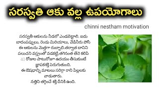 Saraswati Leaf Health Benefits | సరస్వతి ఆకుని ఇలా చేసుకొని తాగితే మతిమరుపు జన్మలో రాదు