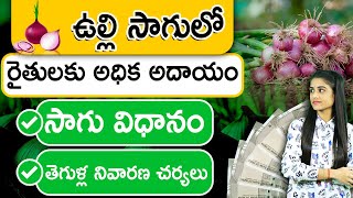 ఉల్లి సాగు | Onion Farming in Telugu | How to Get More Profits in Onion Cultivation