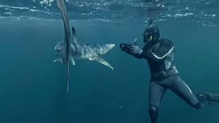 Blue sharks in Cornwall