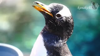 旭山動物園 ジェンツーペンギン37番のあやしい行動