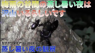 【昆虫採集】【クワガタ採集】カブクワダイアリー2024 「蒸し暑い夜の観察」親子でカブクワ観察＃ヒラタクワガタ #クワガタ採集 #クワガタ #ヒラタクワガタ採集 #ノコギリクワガタ