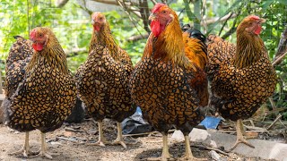 Gold Laced Wyandotte Chickens | Dual Purpose Eye Candy