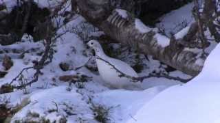 Rypejakt/ Ripjakt/ Ptarmigan Hunting/ Grouse Hunting In Norway