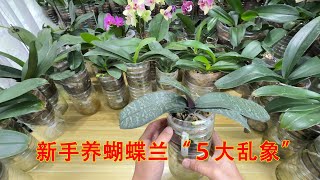 新手养蝴蝶兰“５大乱象”，没中招的算我输！（阿涛养花254期）