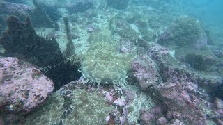 Merimbula Wharf Dive