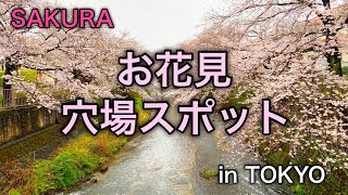 【お花見】本当は教えたくない！東京の穴場お花見スポット【桜/SAKURA/CherryBlossom inJAPAN】