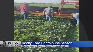 Rocky Ford Cantaloupes Will Hit Grocery Store Shelves This Weekend