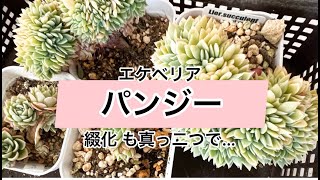 [多肉植物]エケベリア　パンジー　綴化も真っ二つで増殖作業^_^