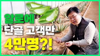 단골 고객만 4만명 유기농 알로에 사포나리아 농장