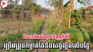 មិនបាច់អស់លុយទិញថ្នាំគីមី ប្រើអង្រ្គងកម្ចាត់ចៃនិងសត្វល្អិតលើបន្លែ | កម្មវិធីកសិកម្ម