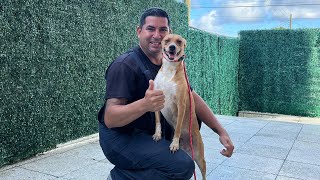 LLEGA el ENTRENADOR de PERROS más FAMOSO en CUBA.ASÍ fueron ENTRENADAS BONI y CHUNCHA.CUBA HOY 2025