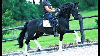 Baroque Pinto 9 yr old 4th Level Dressage w/ Solid Flying Changes for sale 415-272-2112