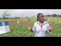 How we achieved 18 tubers per potato plant in our Demo Farm