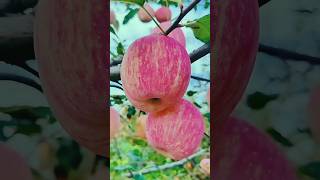 Butiful Apple Fruits Amazing Fruit #nature #fruitcarving #foodlover #222 #525 #143 #6252