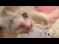 【猫のための音楽】猫ちゃんがリラックスできるやさしいオルゴールの音楽、かわいい子猫の仕草も❤️ cat music