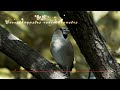 【癒しのおさんぽ】初冬の公園散歩｜かわいい野鳥♪8種類も見つけました【4k 60fps】birds of japan