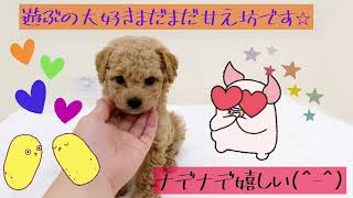 ♪人気MIX犬マルプー♀♪