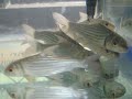 julliens golden price carp fry anak ikan temoleh