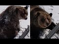 Grizzly bear pops out of winter den for the first time