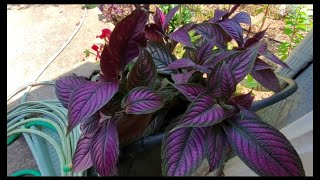 How to propagate Persian Shield plants.