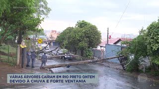 Árvores caíram em Rio Preto devido à chuva e forte ventania