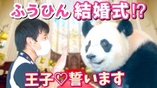 【パンダアイドル楓浜】アドベンチャー結婚式初出席♡テンション上がった🐼王子に誓います〜って勘違い⁉️（笑）