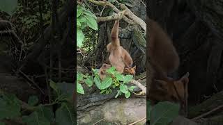 白手長臂猿White-handed Gibbon與山羌Formosan Reeve's Muntjac/Taipei Zoo