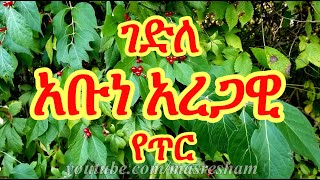 ገድለ አቡነ አረጋዊ የጥር - Gedile Abune Aregawi - Tir 2