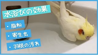 インコが水浴びする理由【きなこのお父さんのHOW TO BIRD】オカメインコと愉快な仲間たち