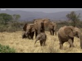 Elephants Take Care of Orphaned Babies  This Wild Life  BBC Earth
