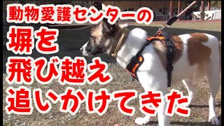 愛媛県動物愛護センターの塀を飛び越えて追いかけてきた保護犬「るうくん」を家族に！ねこワン2024年1月号「愛護センターのイベント　おかえり譲渡犬」で出会ったワンちゃん