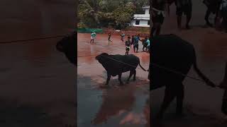 pothpoot #pothpoott #buffalo #bull #kalapoot