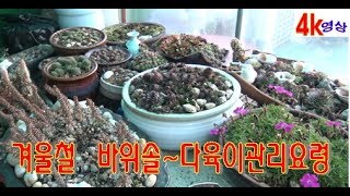 겨울철 바위솔~다육이 관리요령 4k영상