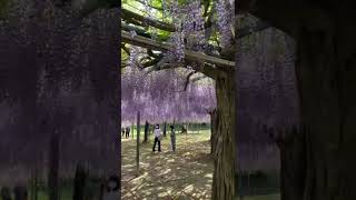 #霧島　#牧園　#和気神社　#神社#藤祭り　#藤の花  #花　#Wisteria #