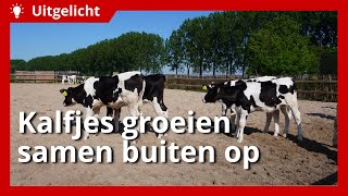 Uitgelicht | Kalveren groeien buiten in een groep op