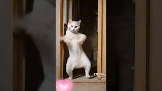 今流行りのRPG 踊ってみたい👍️　#猫 #猫  #dance #ダンス #rpg #shorts