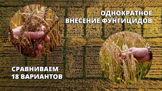 Результаты опыта по однократному применению фунгицидов на озимой пшенице. Сравниваем 18 вариантов!